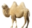 Результат пошуку зображень за запитом "картинки верблюд"